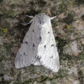 miller (Acronicta leporina) Kenneth Noble